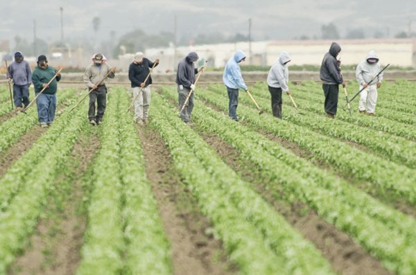 Migrant Farmers